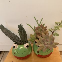 Plants 🪴