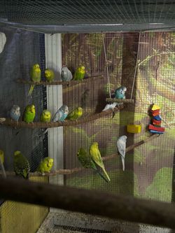 Bird Cage fits English Budgies and Keets Only!