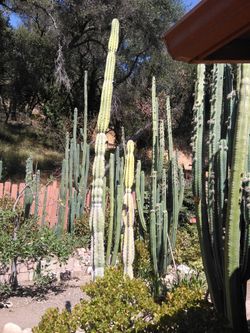 🌵 Cactus Large Selection