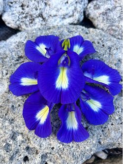 500+ SEEDS Butterfly Pea