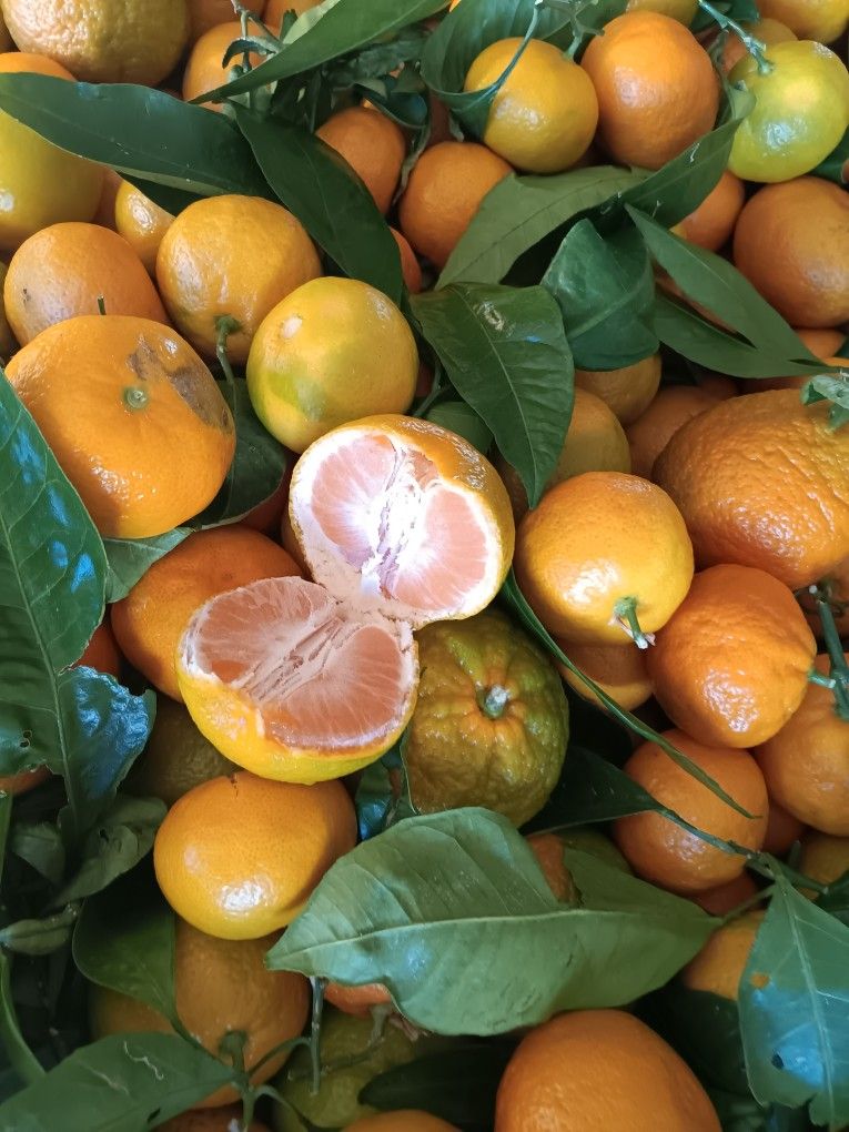 Fresh Produce