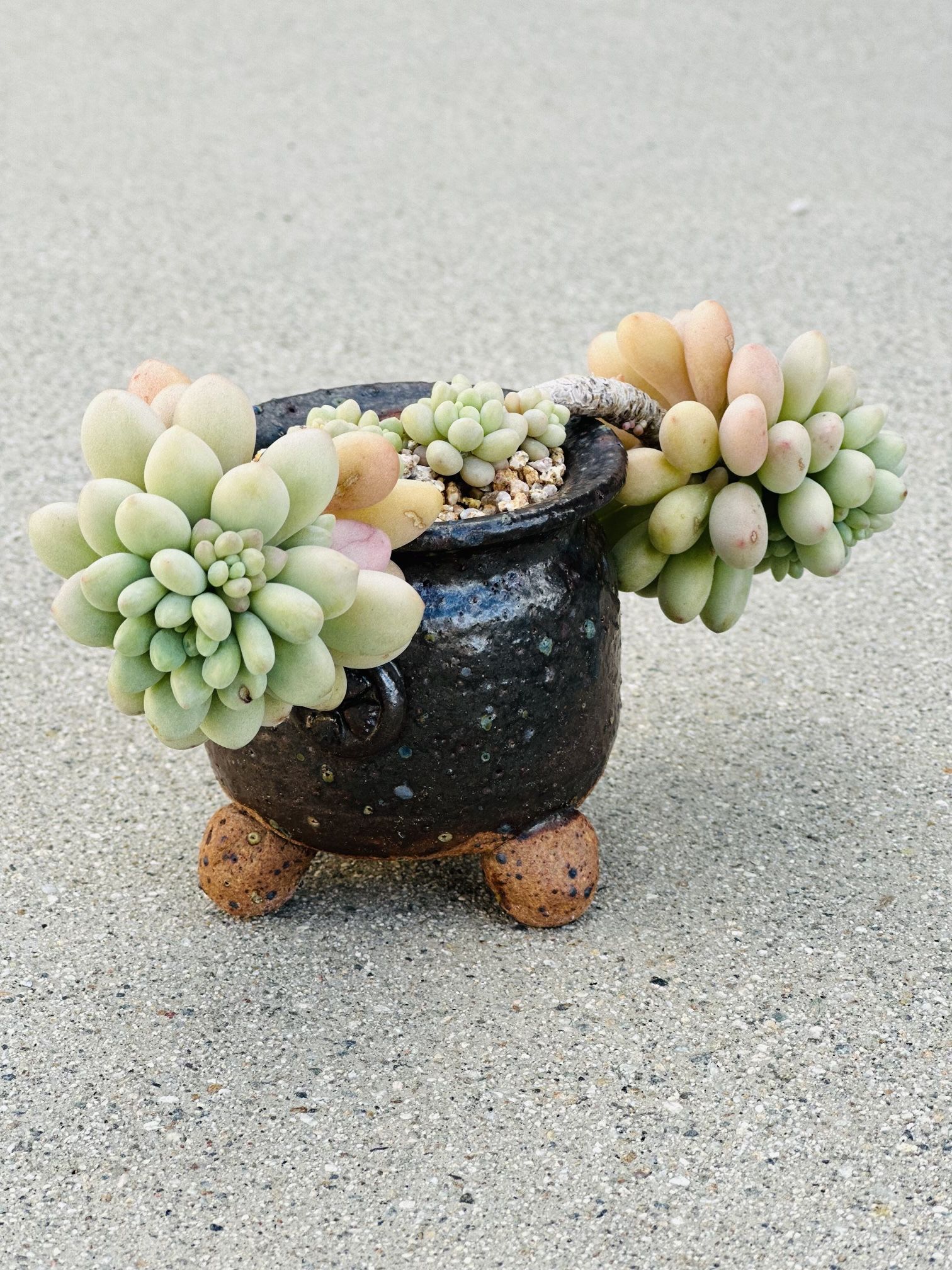 Succulents plants 🪴 （Pachyphytum 'Bubble Gum'）