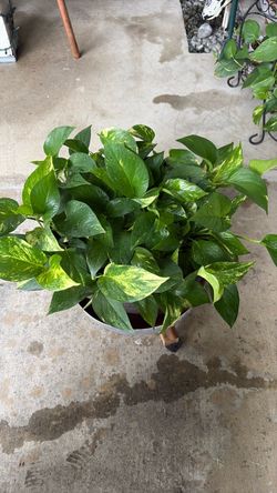 House plants