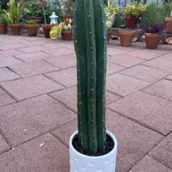 Homegrown Tall San Pedro Cactus In White Ceramic Pot