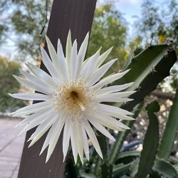 BEAUTIFUL Night Blooming Cereus Cactus! 