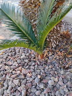 Sago Palm Youngling