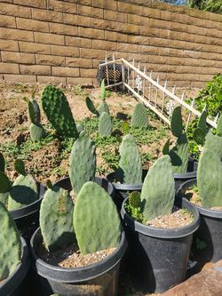 Nopales