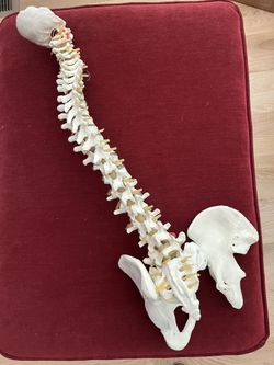 Skeleton, Including Pelvis, Sacrum, And Spine