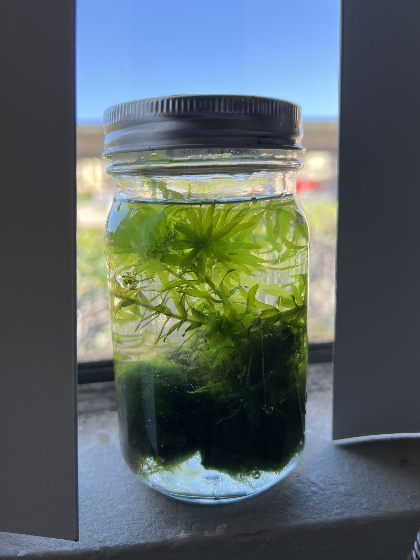 Fish Tank Plants for Sale in Chula Vista, CA OfferUp