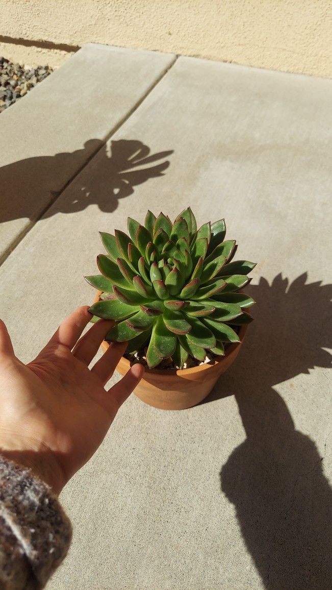 Succulent 