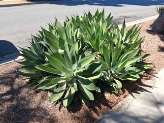 Agave plants, free, you dig up