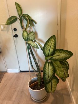 Dumb Cane House Plant