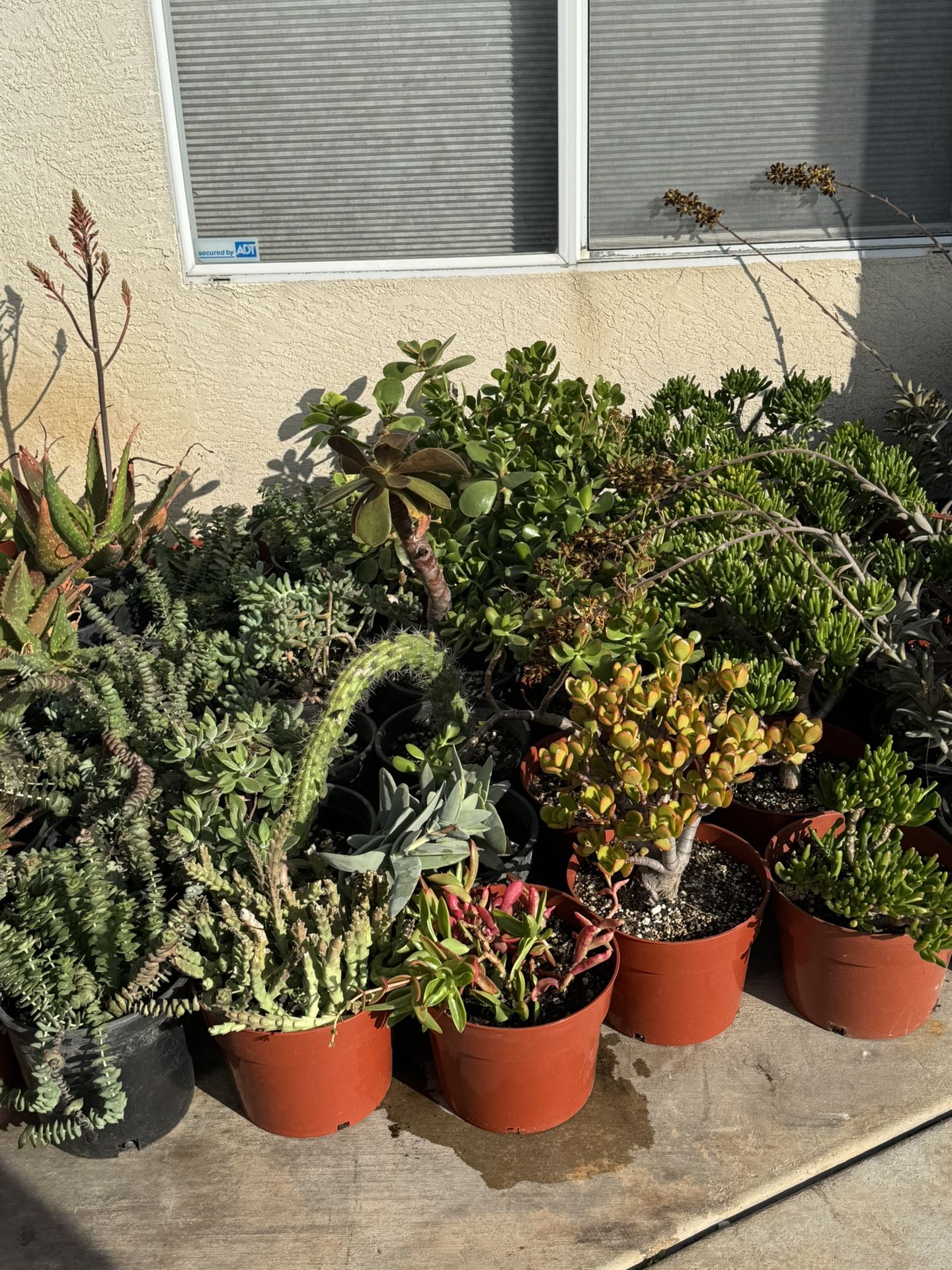 Large Succulent Plants