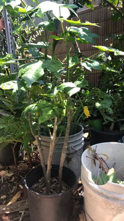 Chaya plant