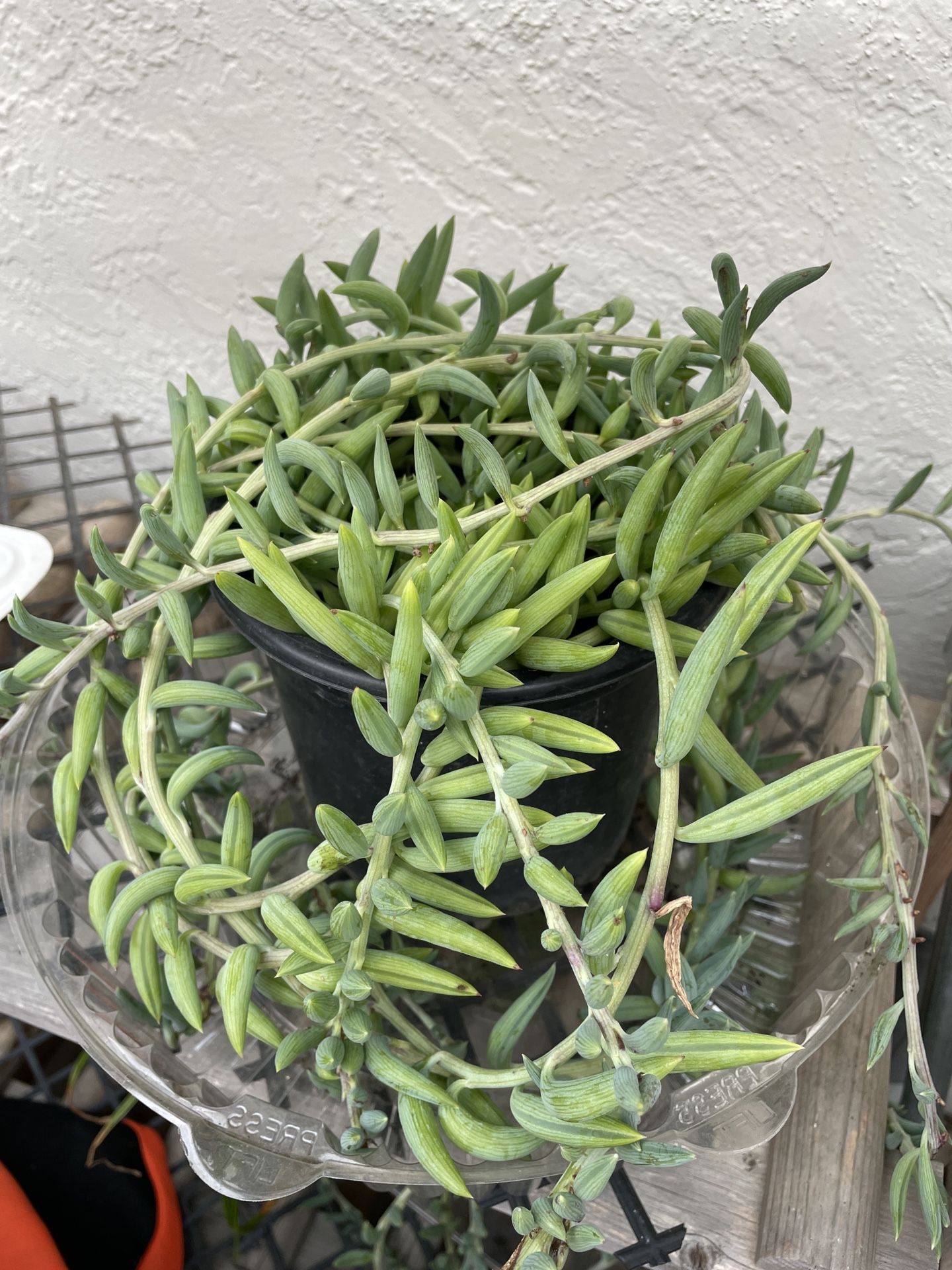 6in Pot String Of Fishhooks Succulent 