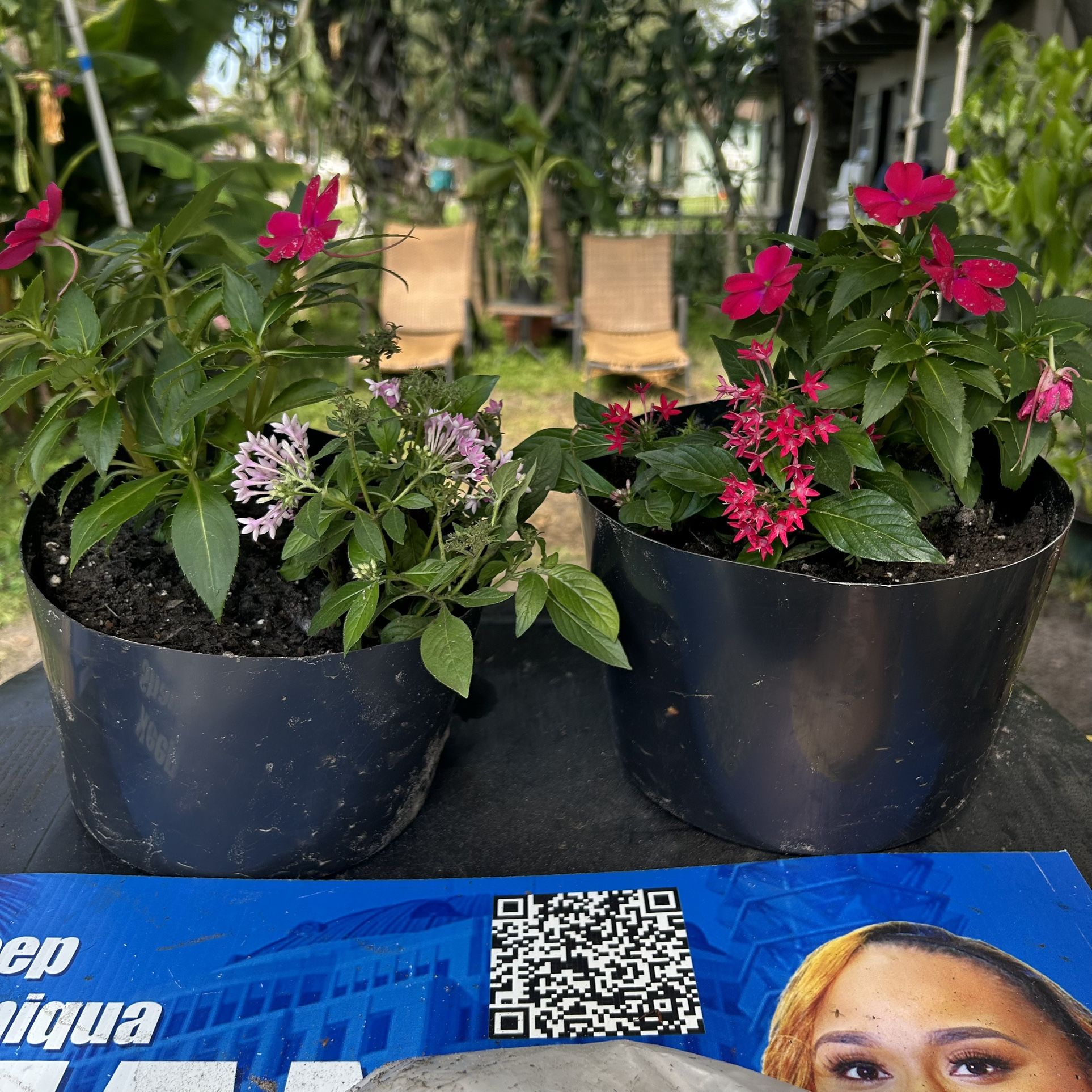 Landscapers Plant Sale, (2 For $15) 
