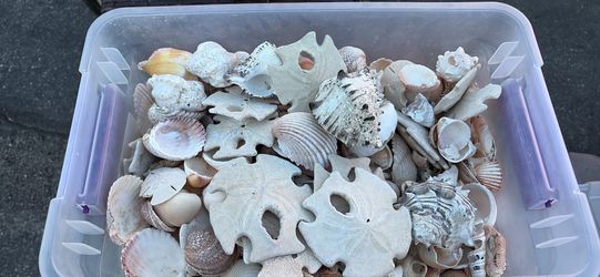 Sea shells