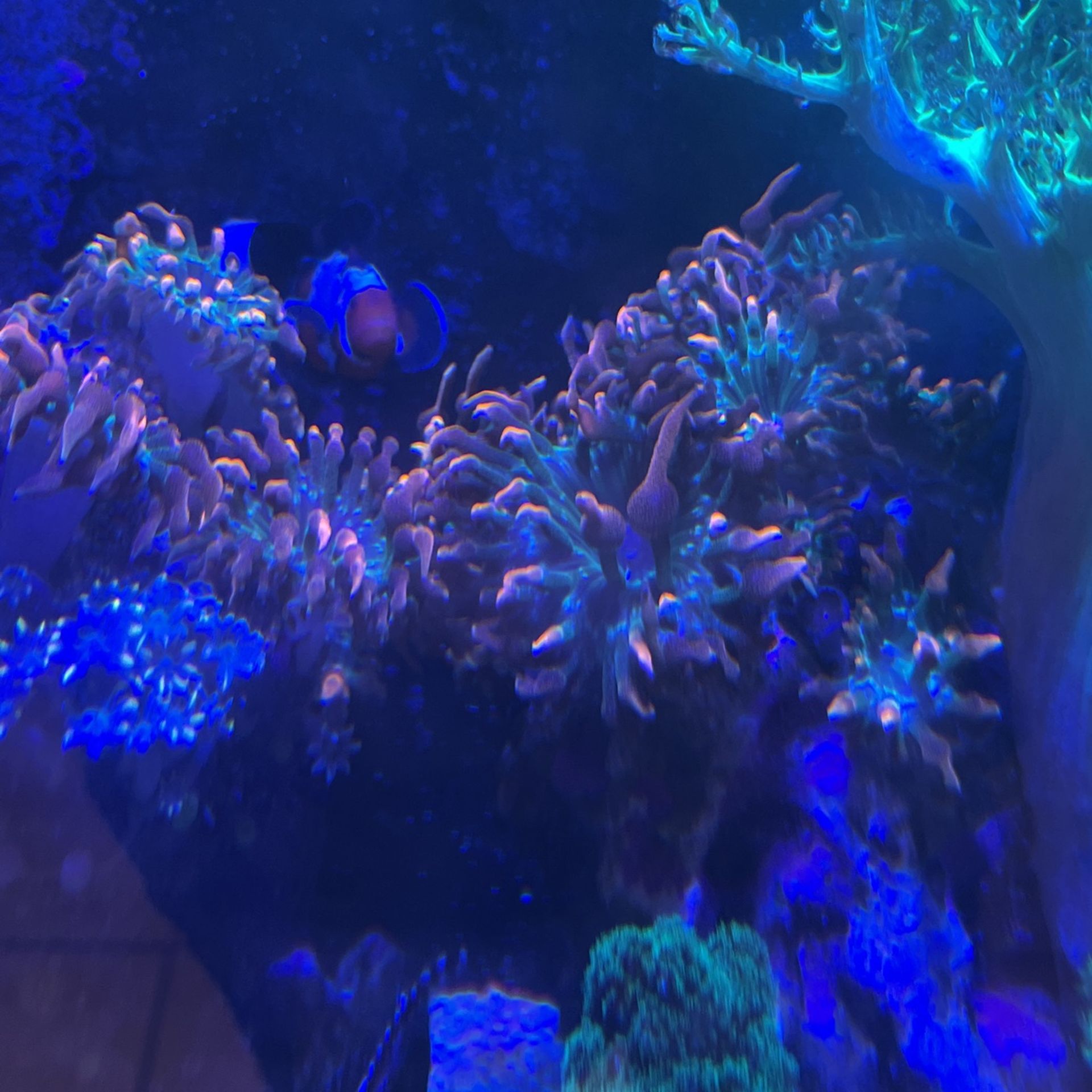 Red Bubble Tip Anemone