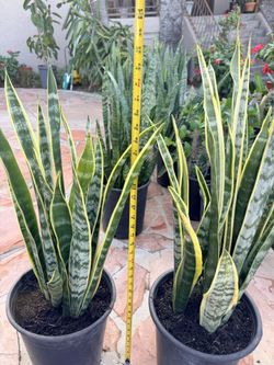 Snake Plant Yellow $25 Each 