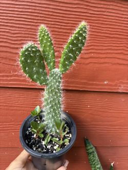Cactus
