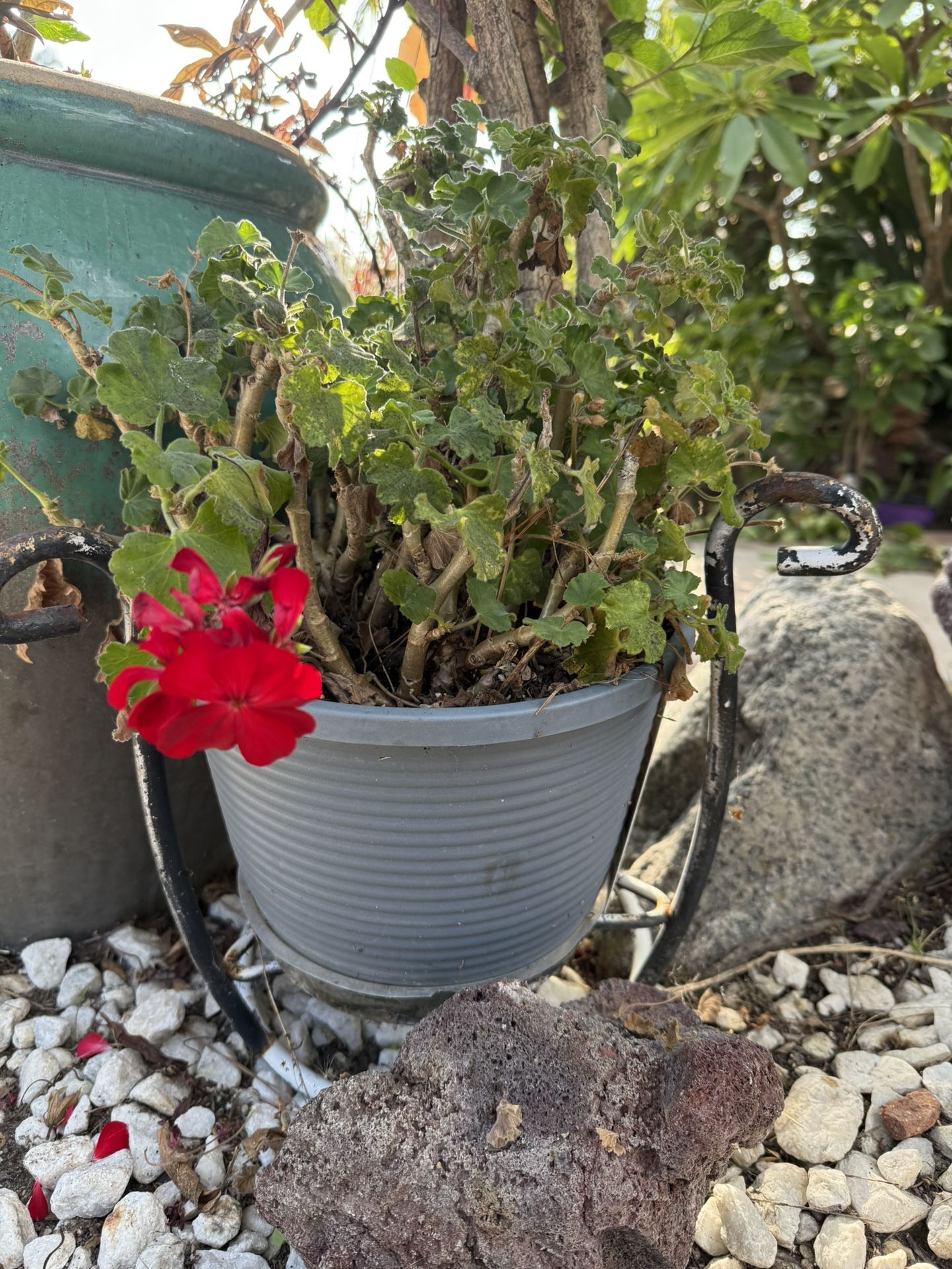 Deep Red Geranium Plant
