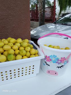 500 limones criollos por $30