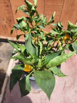Chile morron / bell peper