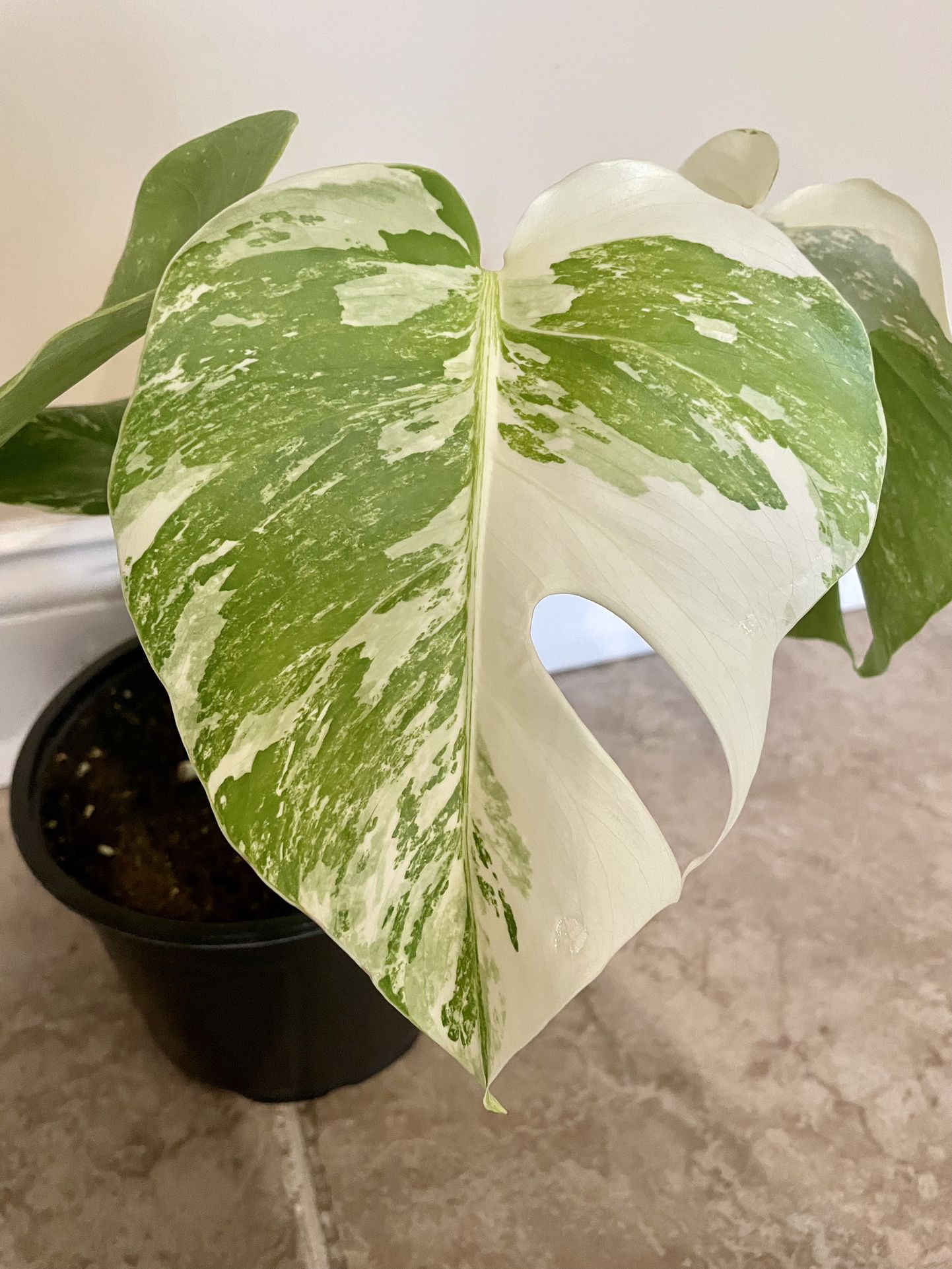 Highly Sought After Monstera Albo Plant In 6" Pot