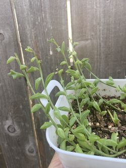 String of Plants