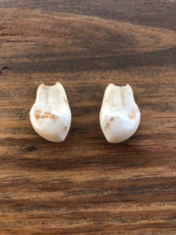 Ivory Elk Teeth