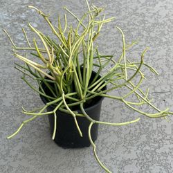 Firestick plant 12”