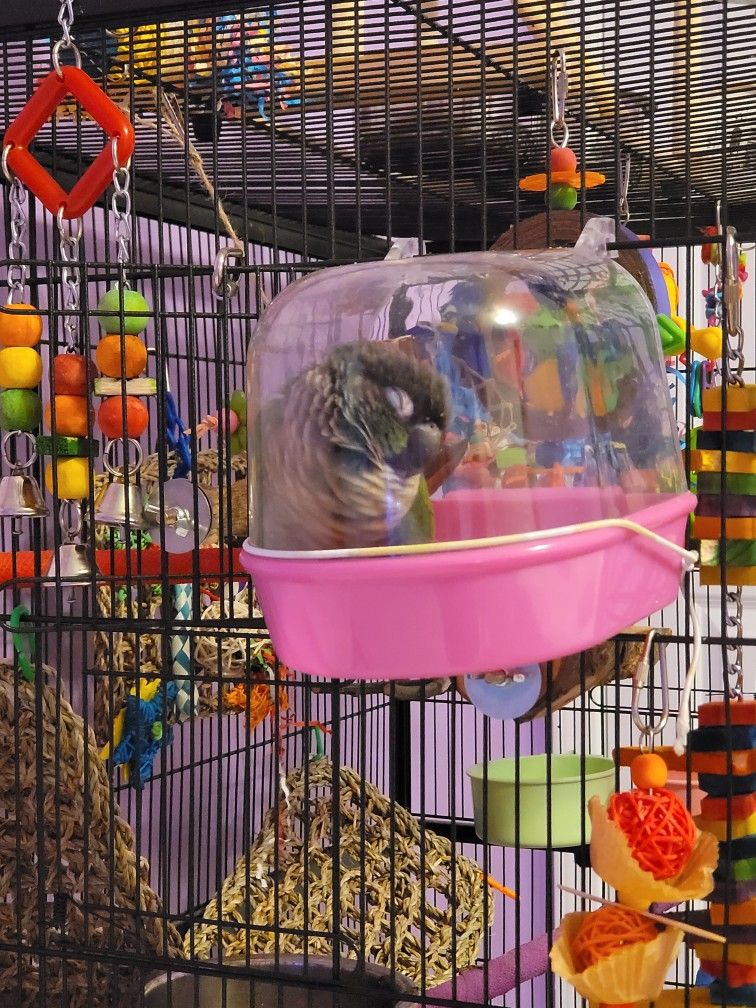 Bird Cage