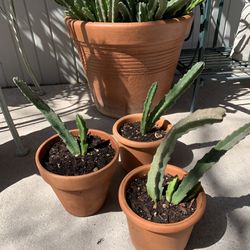 Starfish Cactus Small Live Plant in Pot