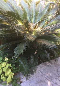 Palm tree