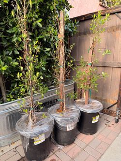Indian Laurel Fig ‘Ficus Nitida’