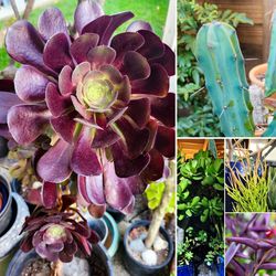 2x Aeonium Black Rose + Blue Myrtle Cactus + FREE Succulent Cuttings! 🌵🪷