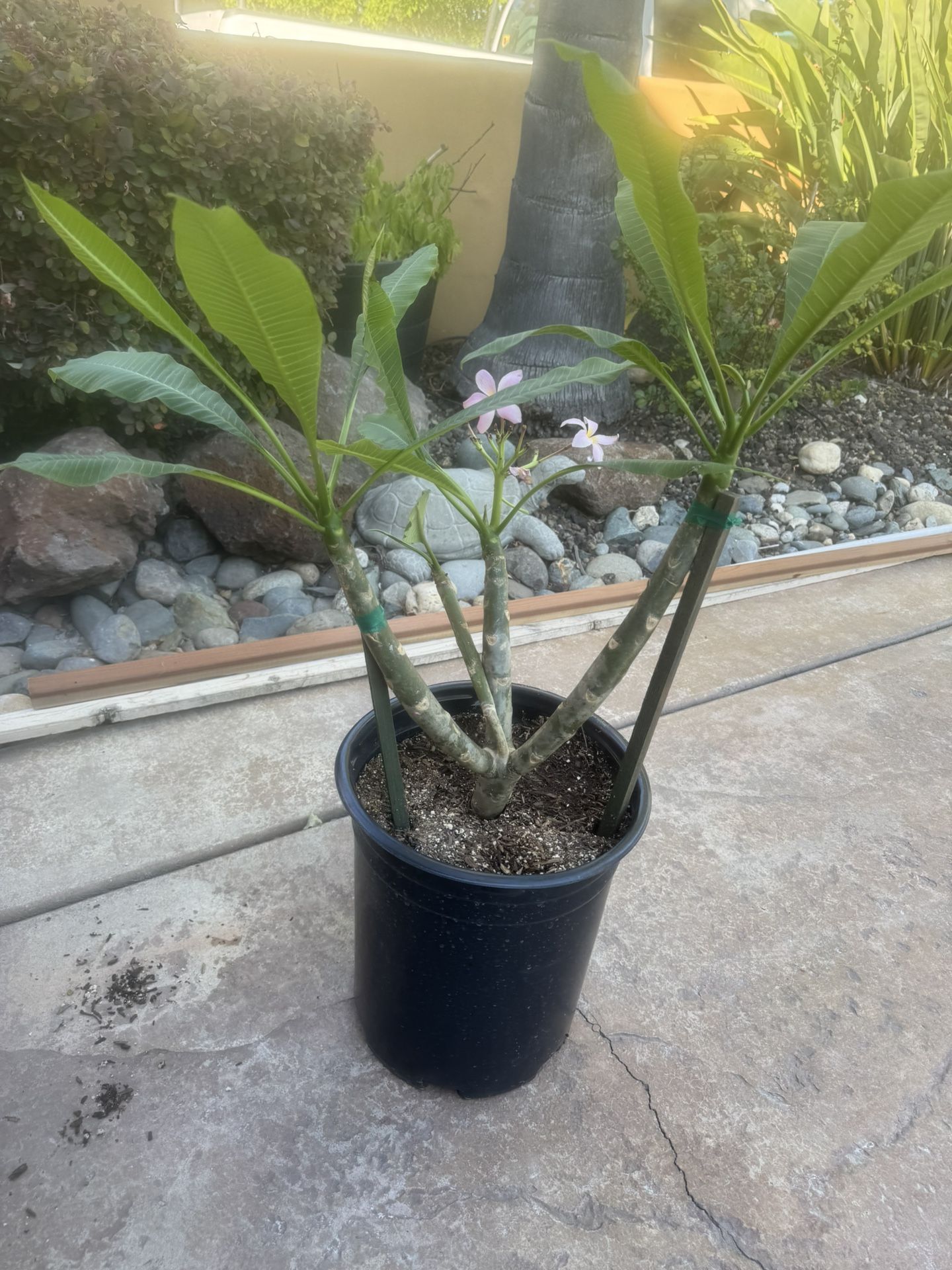 Plumeria Plant In 5 Gallon Pot With Flowers Blooming Right Now