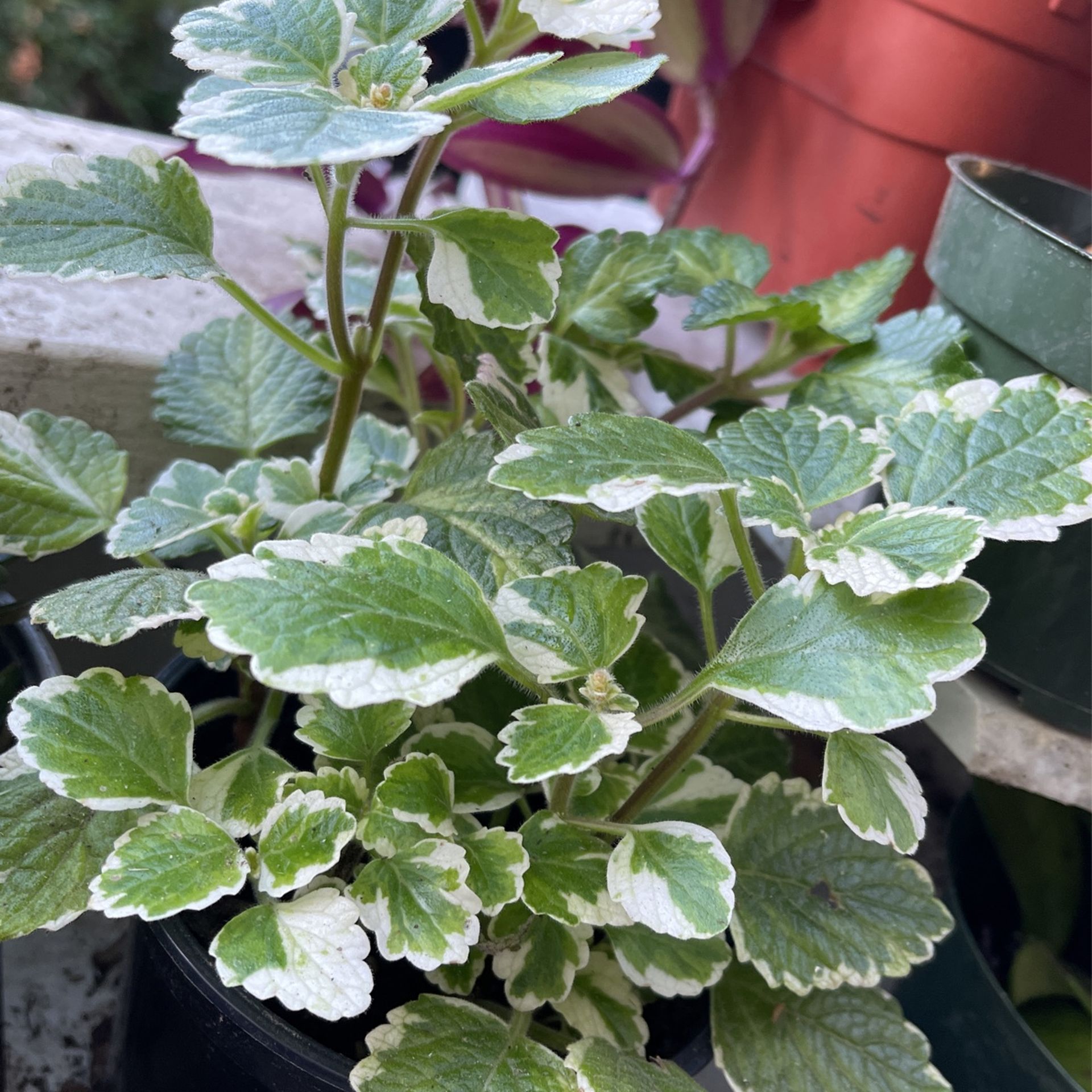 🫧Plectranthus forsteri "'Marginatus' Variegated Plants