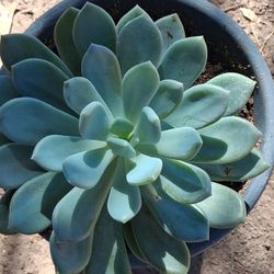 Potted Succulent 