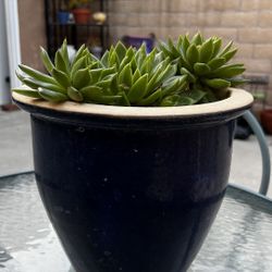 COBALT BLUE POT WITH SUCCULENT 