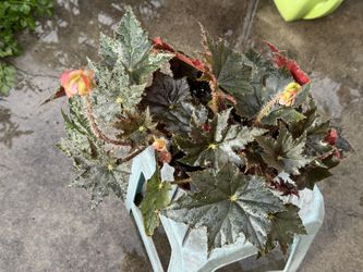 Begonia Plant, Blooming.