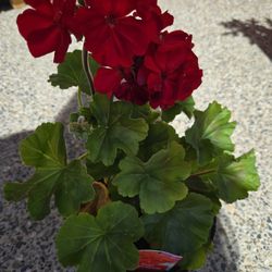 Red Geranium Plant Live