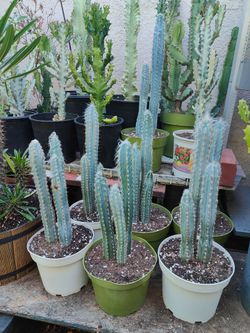 Blue Torch Cactus