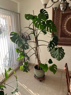 Indoor Decorative Plant