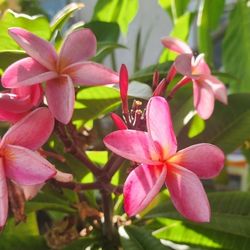 Plumeria