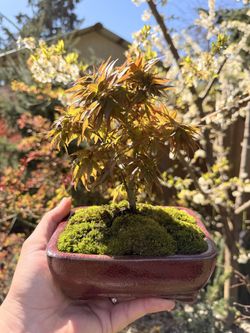 Japanese Maple Bonsai