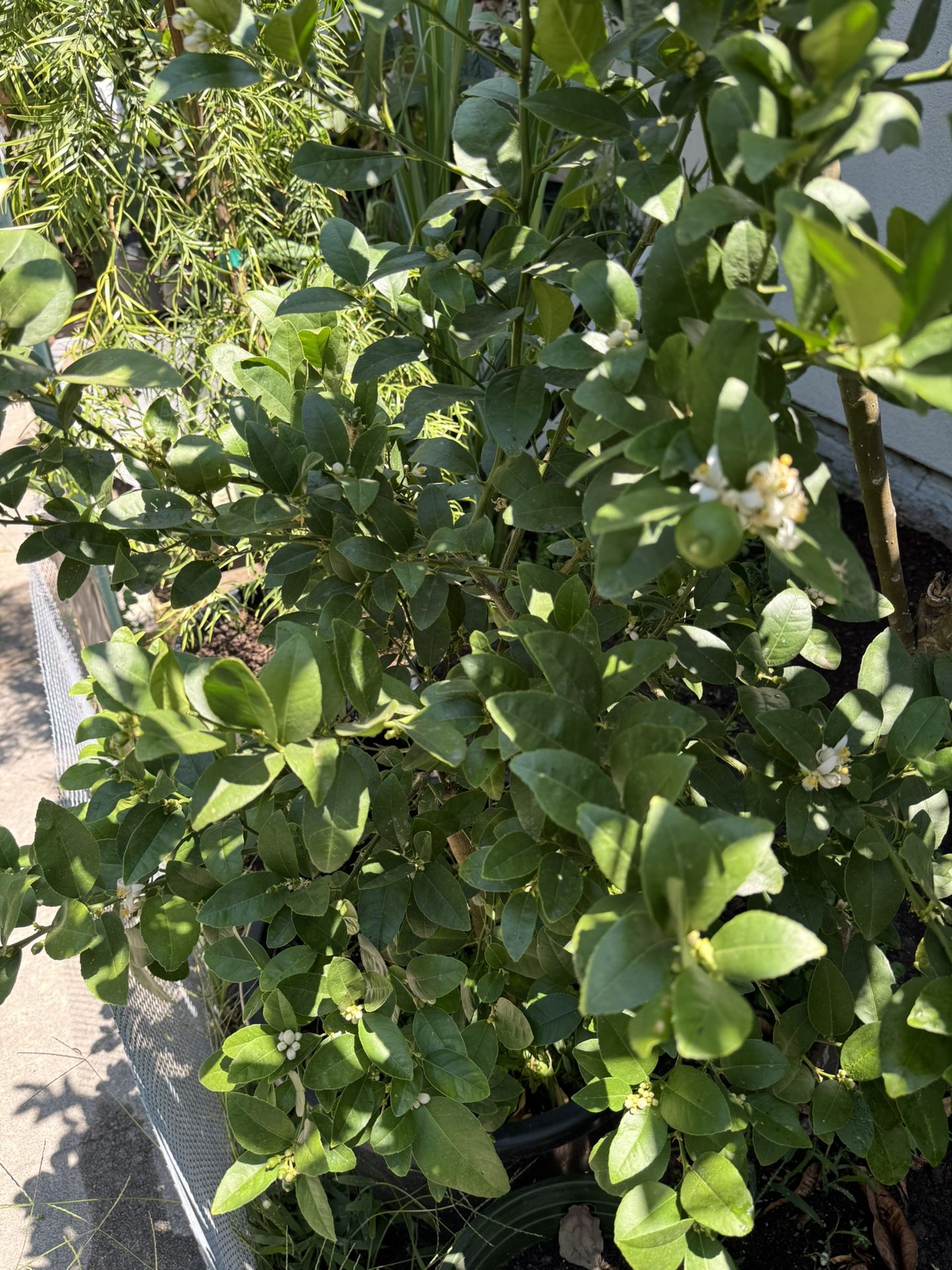Limón 