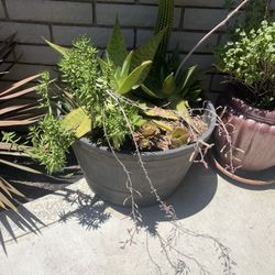 Succulents, Flower Pots, Half Barrels
