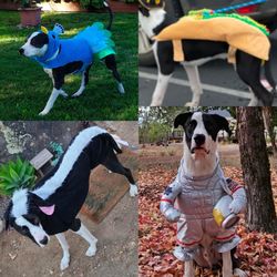 Dog Costumes - $7/each!!