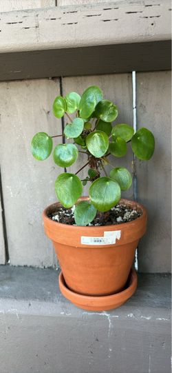 Pilea Peperomiodes plant (Chinese money plant)